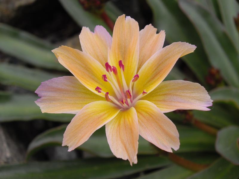 Lewisia longipetala 'Little Peach' photo